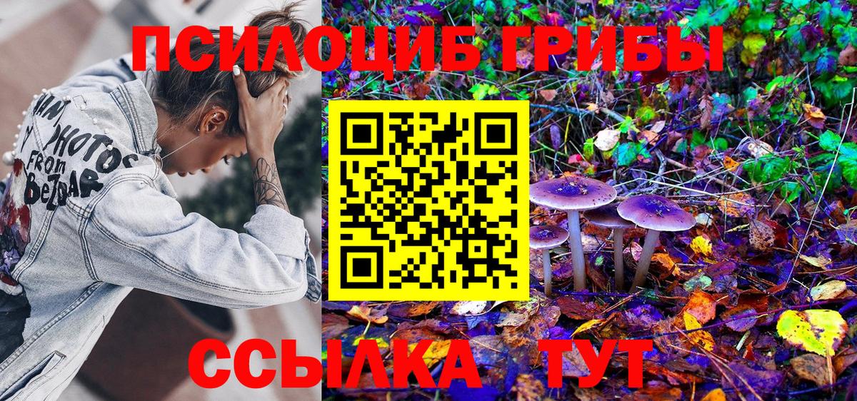 Псилоцибиновые грибы Psilocybe Обнинск